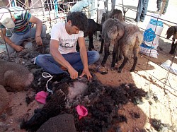 Shearing sheep, animal market
