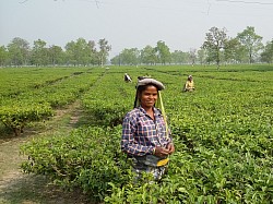 Tea picking near Siliguri, India