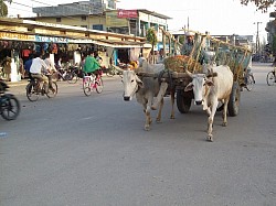 A common sight in the west of Nepal,