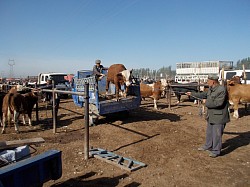 Animal market, Kashgar